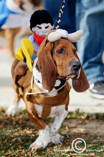 Dogs in Disguise-5dm21_1270.jpg