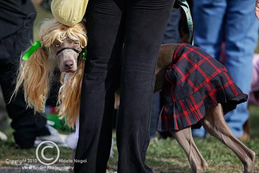 Dogs in Disguise-5dm21_1034.jpg