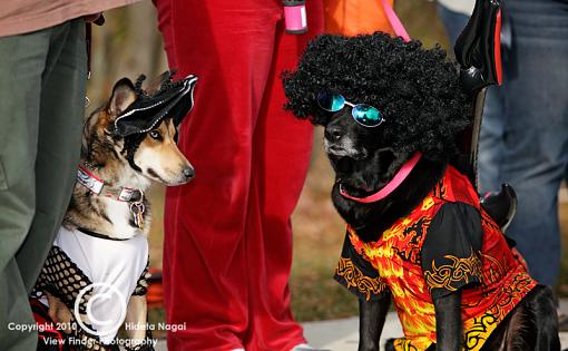 Dogs in Disguise-5dm21_1371.jpg