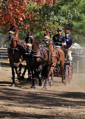 World Equestrian Games-driving_1.jpg