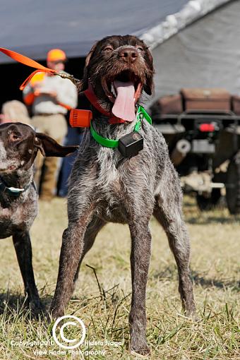 Youth Pheasant Hunting Day (warning: not suitable for all viewers)-3-50d7_9946.jpg