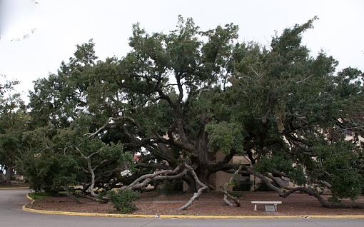 Friendship Oak-frendship-oak.jpg