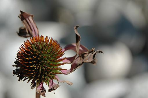 Last of the Season???-dying-coneflower-web.jpg