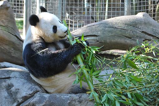 Panda Munching on Bamboo-dsc_9985_800.jpg