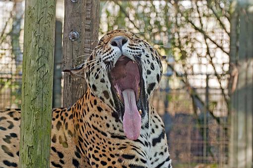 Just say ahhhh-_dsc3201.jpg