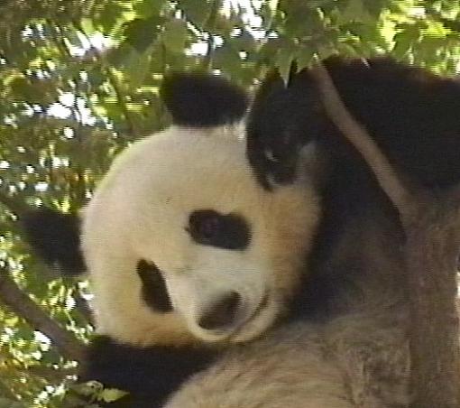 Panda Munching on Bamboo-chbpandaclose.jpg
