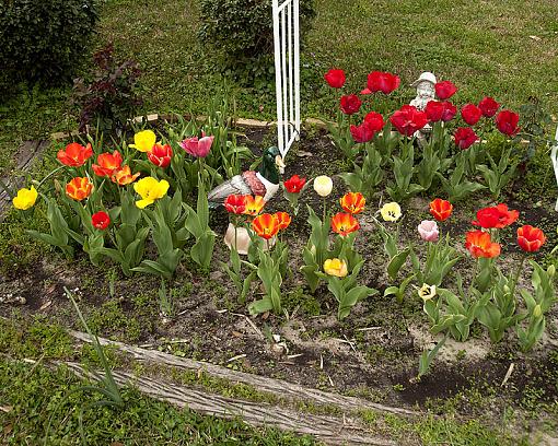 Tiptoe through the tulips-_dsc3682_2.jpg