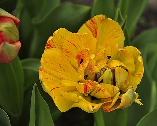 Tiptoe through the tulips-_dsc3684_2.jpg