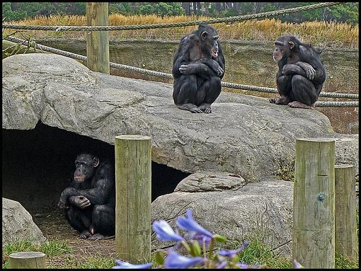 Overheard-chimps-2.jpg