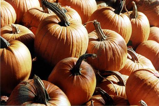 tasting fall-pumpkins-10-9-04-copy.jpg