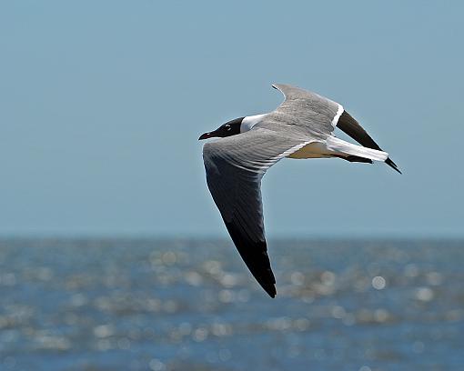 Today at the beach-dsc_3687.jpg