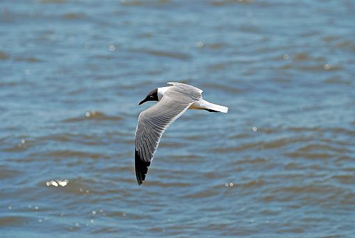 Today at the beach-dsc_3686.jpg