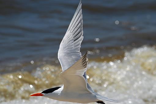 Today at the beach-dsc_3682.jpg