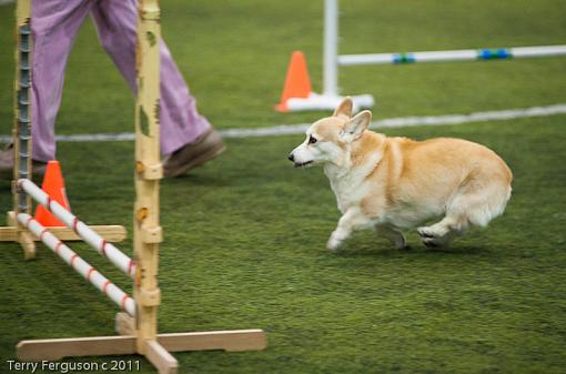 Corgi pics to start the week...-_dsc0813.jpg