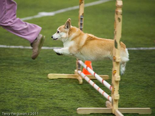 Corgi pics to start the week...-_dsc0815.jpg