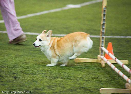 Corgi pics to start the week...-_dsc0816.jpg