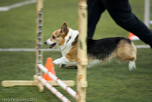 Corgi pics to start the week...-_dsc0828.jpg