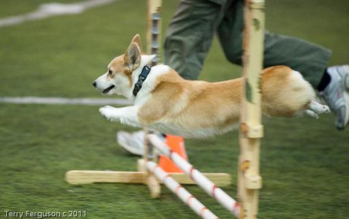 Corgi pics to start the week...-_dsc0856.jpg