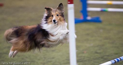 Corgi pics to start the week...-_dsc0943.jpg