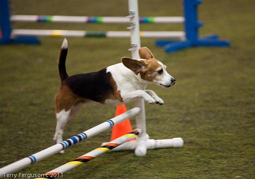 Corgi pics to start the week...-_dsc0843.jpg