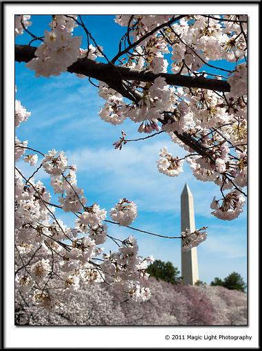 Cherry Blossoms in D.C.-img_2838.jpg