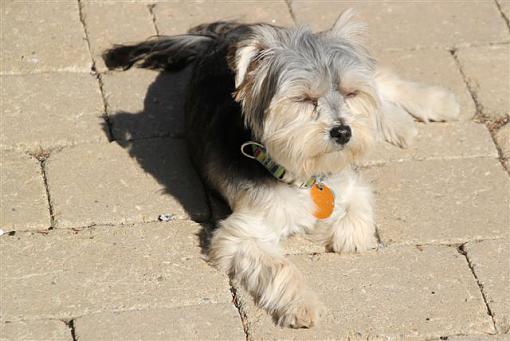 Post Images of your Dog-basking.jpg