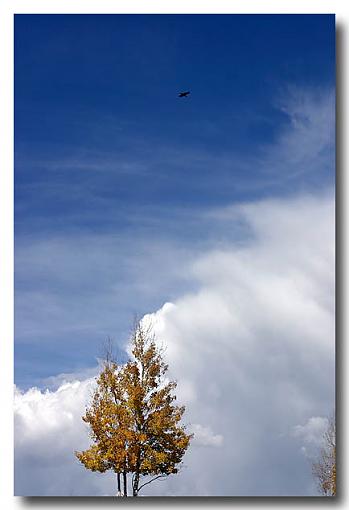 Scenes from Northern New Mexico-sbt_crow.jpg