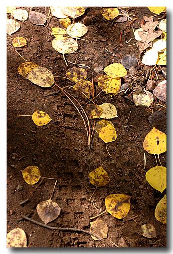 Scenes from Northern New Mexico-windsor_aspentrack.jpg