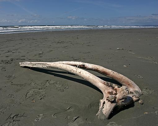 Kalaloch, Wa-jdb_0359-copy.jpg