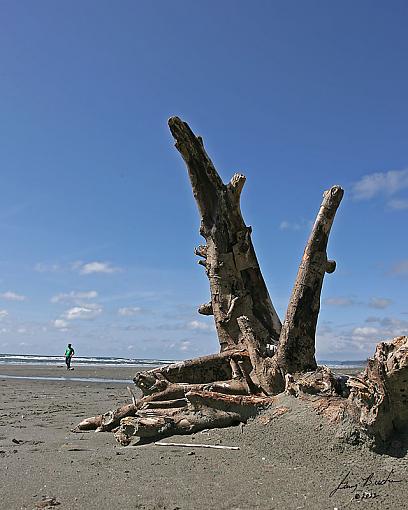 Kalaloch, Wa-jdb_0385-copy.jpg