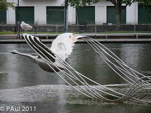 swan ride-_1070392.jpg