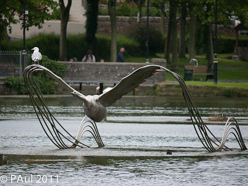 swan ride-_1070404.jpg