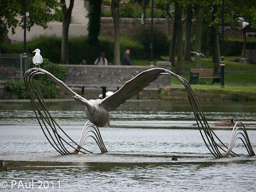 swan ride-_1070406.jpg