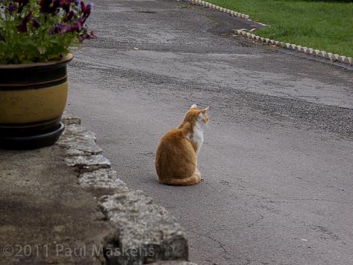 the cat that got the pan fried liver-p5301139.jpg