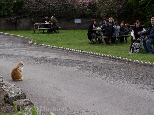 the cat that got the pan fried liver-p5301141.jpg