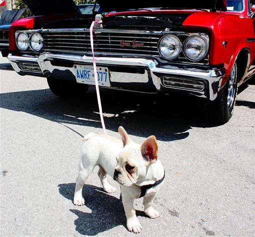 Hood ornaments-img_5242.jpg