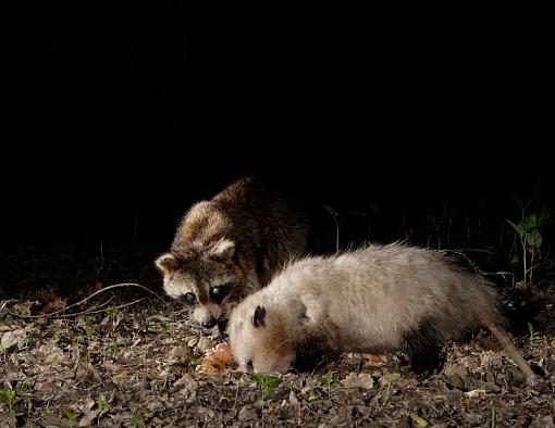 Night Time Work-img_6910.jpg