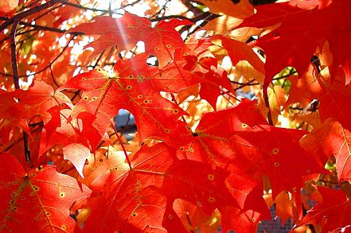 Red, Red, Red-red-leaves.jpg