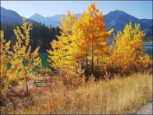 Yellow ! (you've done Red and Orange)-poplars-lake-1s.jpg