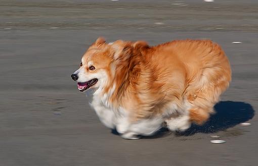 Post Images of your Dog-hs-corgie.jpg