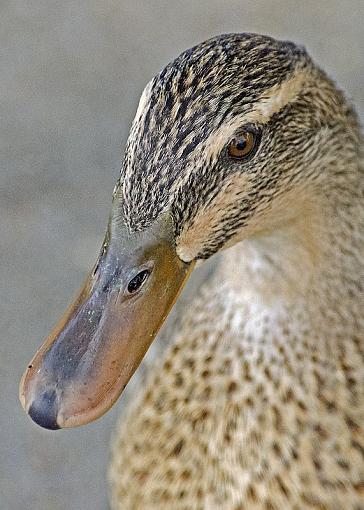 A couple of head shot portraits-dsc_8178.jpg