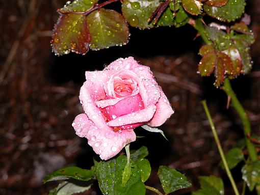 Wet Rose-rose-01-pr.jpg