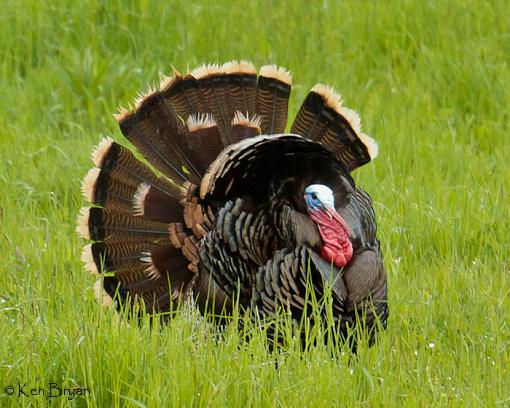 Awesome Thanksgiving Finds!-20110612_wildturkey_9396-2.jpg