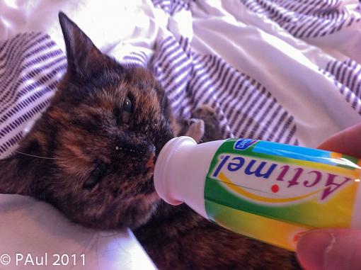 cat's breakfast-img_0766.jpg