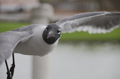 Birds eye view-_dsc2601_2.jpg