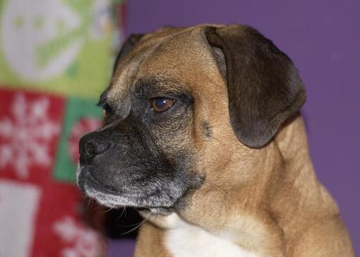 My Puggle-dsc01129.jpg