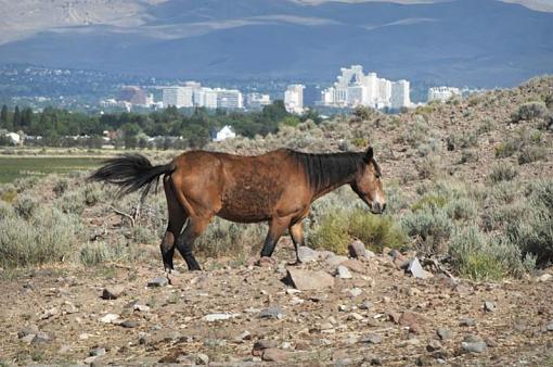 The wild horse around Reno-dsc_4807b.jpg