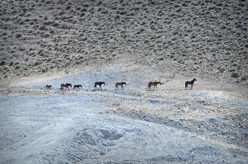 The wild horse around Reno-dsc_4947b.jpg