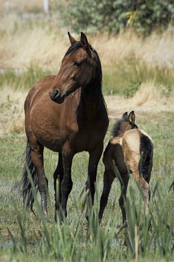 The wild horse around Reno-dsc_5034b.jpg