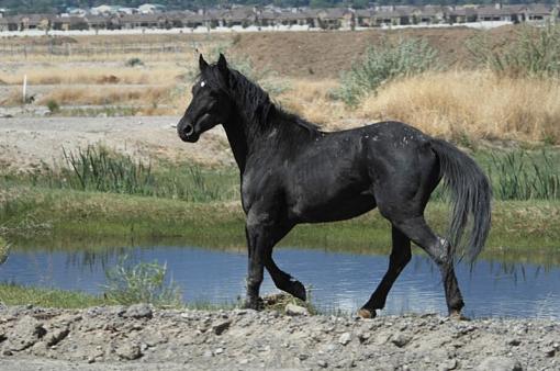 The wild horse around Reno-dsc_5051b.jpg